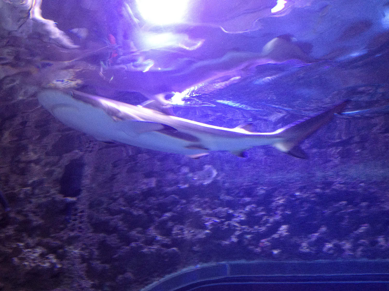 Haifischbecken im Aquarium Bergen