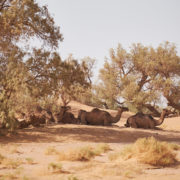Wilde Kamele in der Sahara