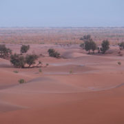 Morgenstimmung am Rand der Sahara
